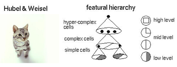 图2 Hubel-Wiesel试验与大脑视觉机理